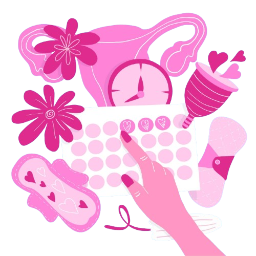 Menstrual Cycle